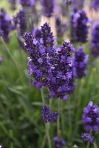 Blue_spear (4)